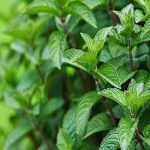 موارد منع مصرف نعناع فلفلی: از مادران شیرده تا کودکان و تداخل دارویی_دنیای تکنولوژی 8 موارد منع مصرف نعناع فلفلی: از مادران شیرده تا کودکان و تداخل دارویی