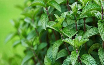 موارد منع مصرف نعناع فلفلی: از مادران شیرده تا کودکان و تداخل دارویی