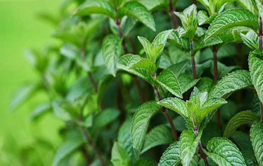 موارد منع مصرف نعناع فلفلی: از مادران شیرده تا کودکان و تداخل دارویی