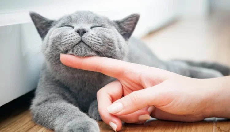 1722696635 575 کدام حیوان خانگی همدم مناسب‌تری برای تنهایی انسان است؟.webp