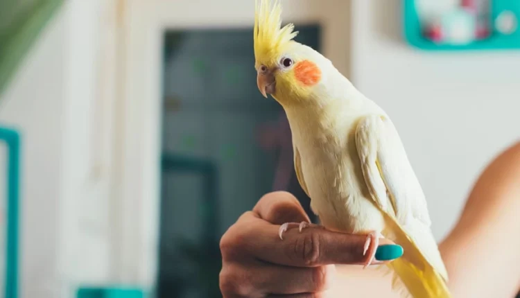 1722696636 822 کدام حیوان خانگی همدم مناسب‌تری برای تنهایی انسان است؟.webp