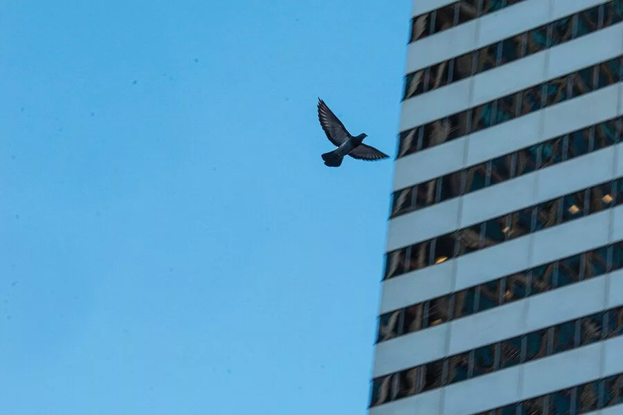 1723138832 120 سالانه بیشتر از یک میلیارد پرنده در ایالات متحده قربانی.webp