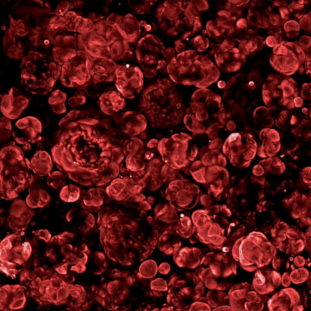 برندگان مسابقه عکاسی علمی 2024 اشکار شدند؛ تلاقی دلنشین علم و هنر_دنیای تکنولوژی 29 1723722773 120 برندگان مسابقه عکاسی علمی 2024 اشکار شدند؛ تلاقی دلنشین علم