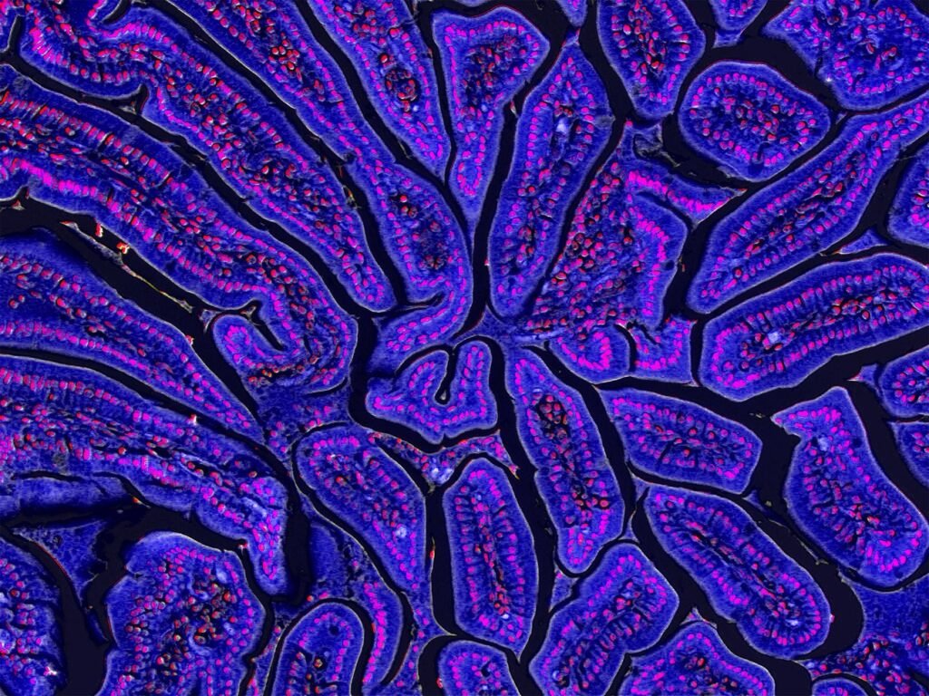 برندگان مسابقه عکاسی علمی 2024 اشکار شدند؛ تلاقی دلنشین علم و هنر_دنیای تکنولوژی 26 1723722773 174 برندگان مسابقه عکاسی علمی 2024 اشکار شدند؛ تلاقی دلنشین علم