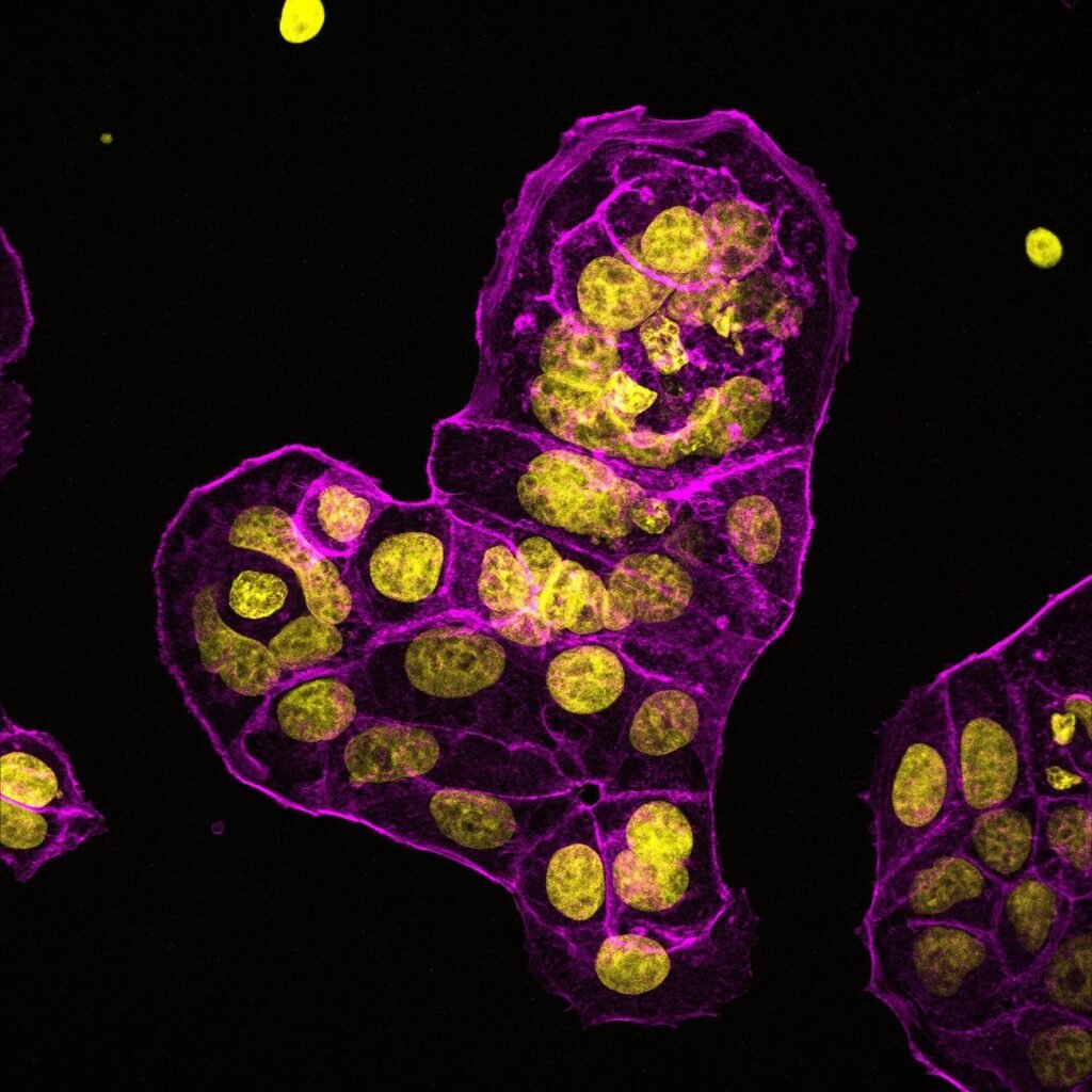 برندگان مسابقه عکاسی علمی 2024 اشکار شدند؛ تلاقی دلنشین علم و هنر_دنیای تکنولوژی 24 مسابقه عکاسی علمی 2024