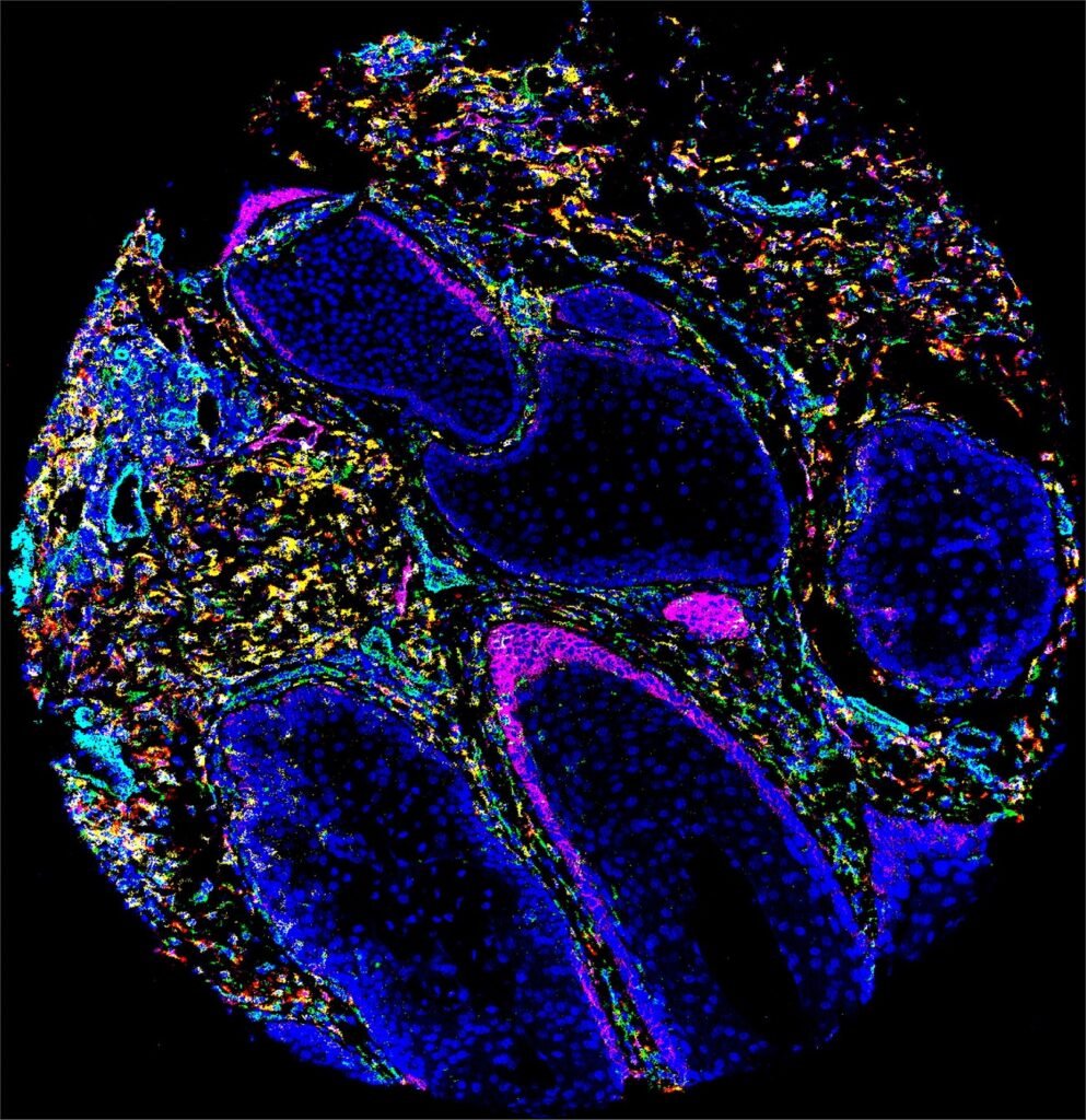 برندگان مسابقه عکاسی علمی 2024 اشکار شدند؛ تلاقی دلنشین علم و هنر_دنیای تکنولوژی 30 1723722773 221 برندگان مسابقه عکاسی علمی 2024 اشکار شدند؛ تلاقی دلنشین علم