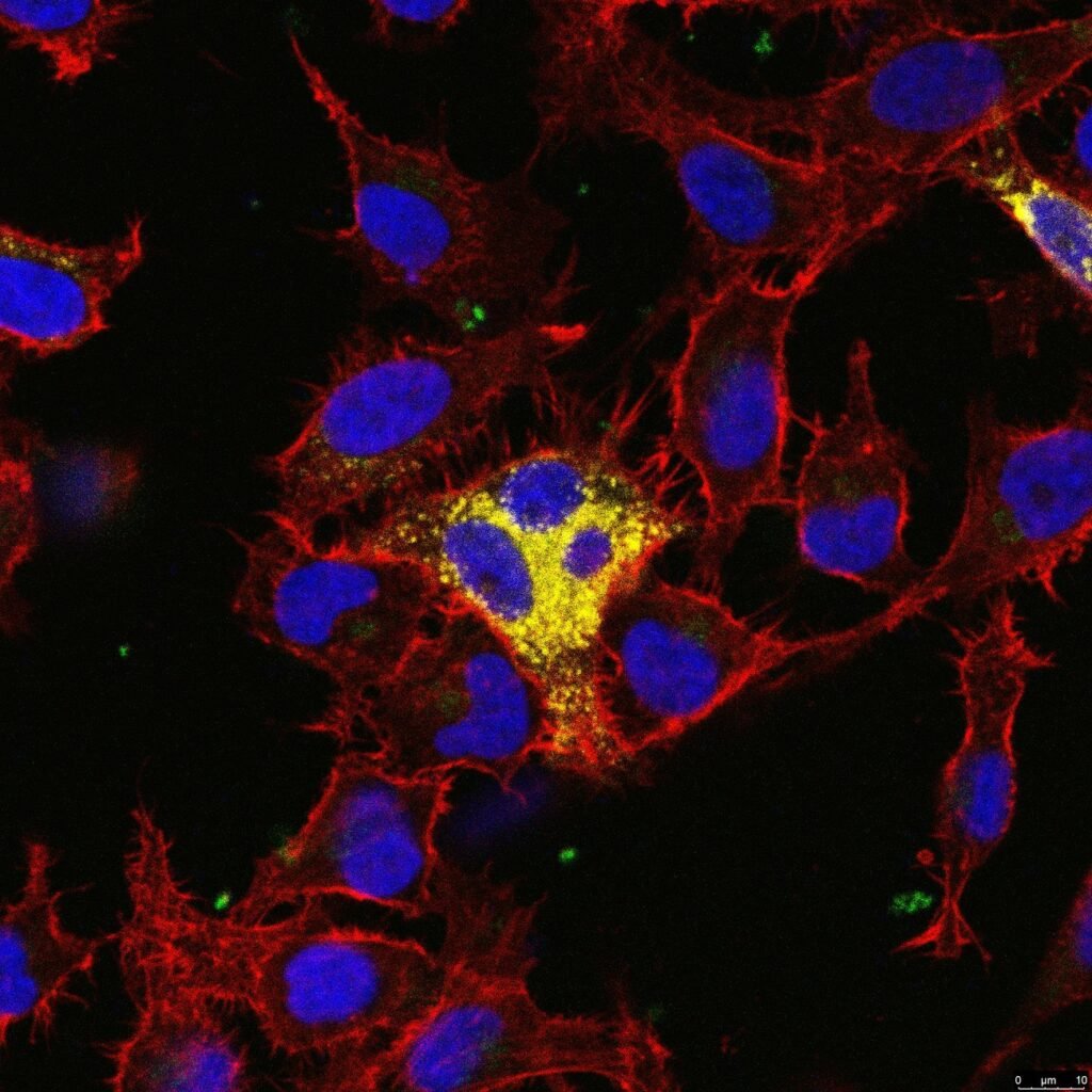 برندگان مسابقه عکاسی علمی 2024 اشکار شدند؛ تلاقی دلنشین علم و هنر_دنیای تکنولوژی 27 1723722773 306 برندگان مسابقه عکاسی علمی 2024 اشکار شدند؛ تلاقی دلنشین علم
