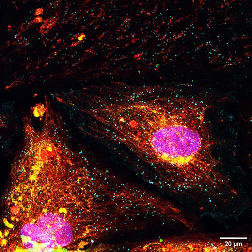 برندگان مسابقه عکاسی علمی 2024 اشکار شدند؛ تلاقی دلنشین علم و هنر_دنیای تکنولوژی 31 1723722773 346 برندگان مسابقه عکاسی علمی 2024 اشکار شدند؛ تلاقی دلنشین علم
