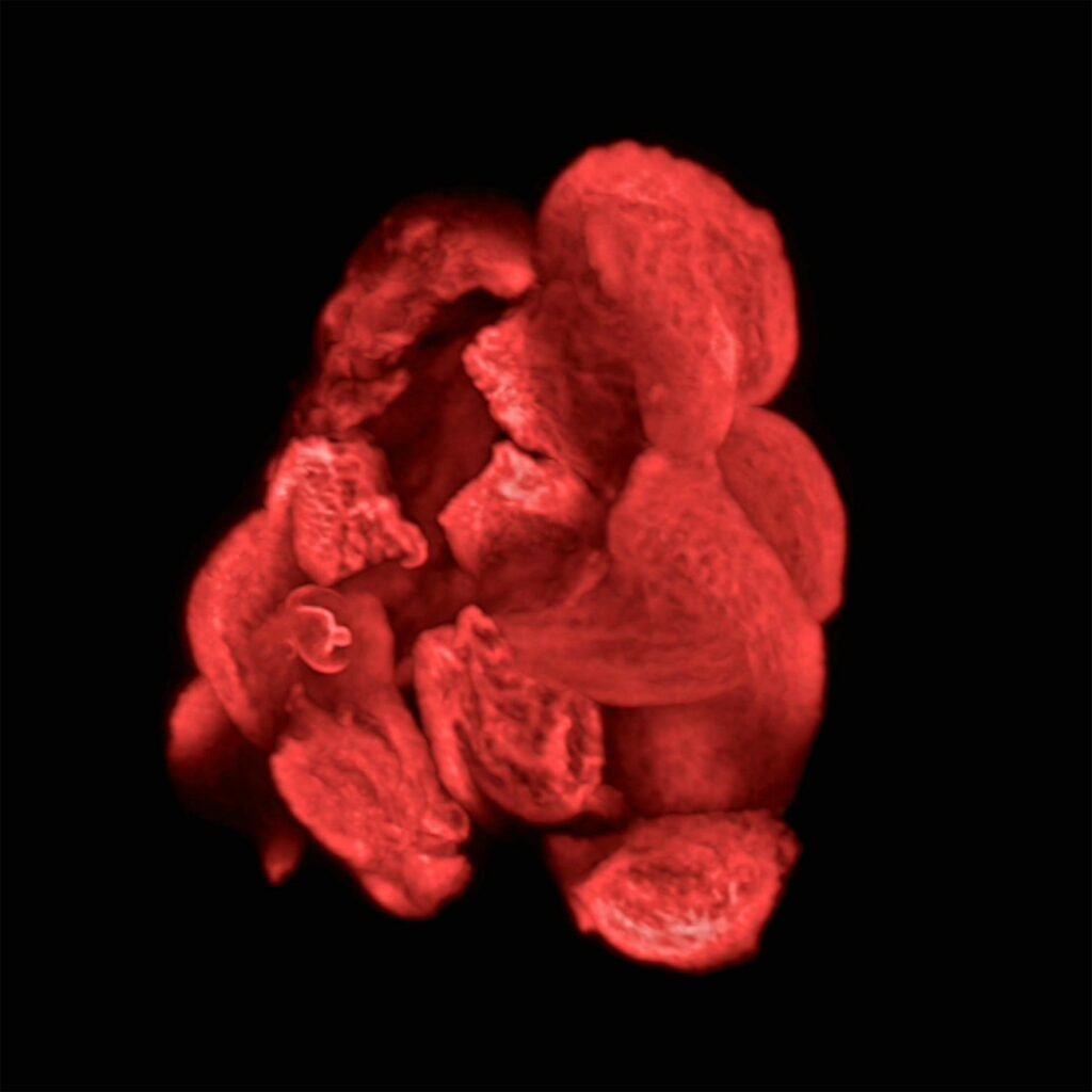 برندگان مسابقه عکاسی علمی 2024 اشکار شدند؛ تلاقی دلنشین علم و هنر_دنیای تکنولوژی 25 مسابقه عکاسی علمی 2024