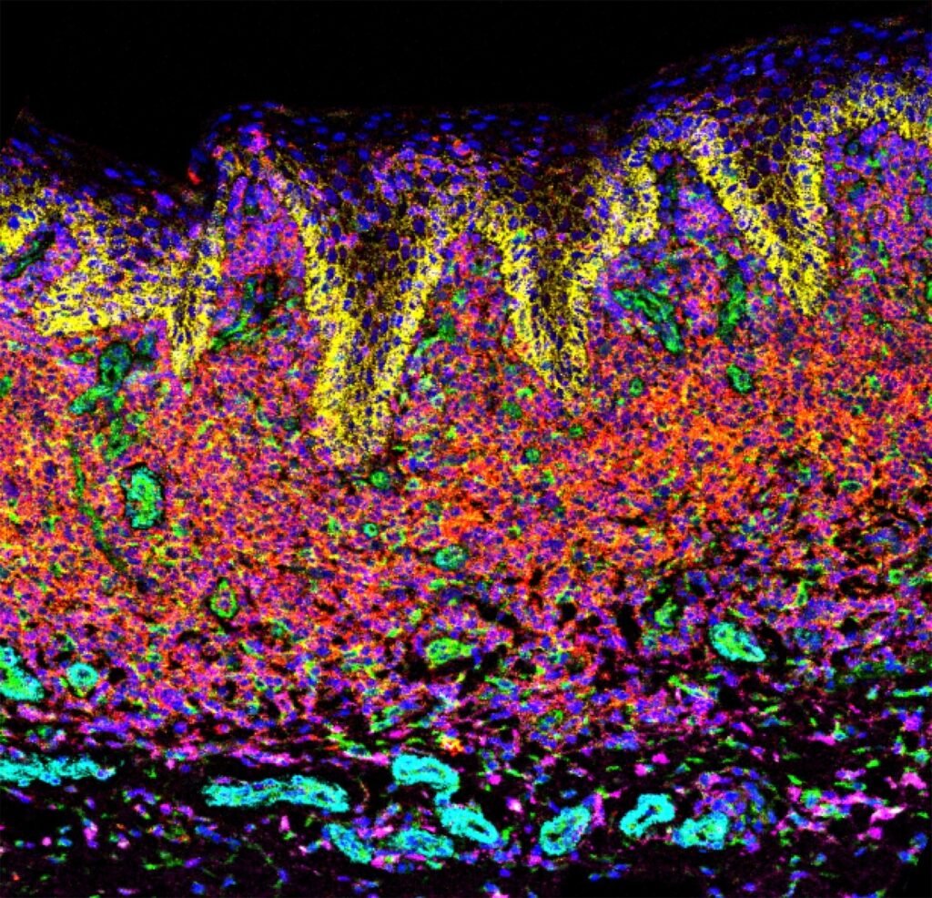 برندگان مسابقه عکاسی علمی 2024 اشکار شدند؛ تلاقی دلنشین علم و هنر_دنیای تکنولوژی 32 1723722774 405 برندگان مسابقه عکاسی علمی 2024 اشکار شدند؛ تلاقی دلنشین علم