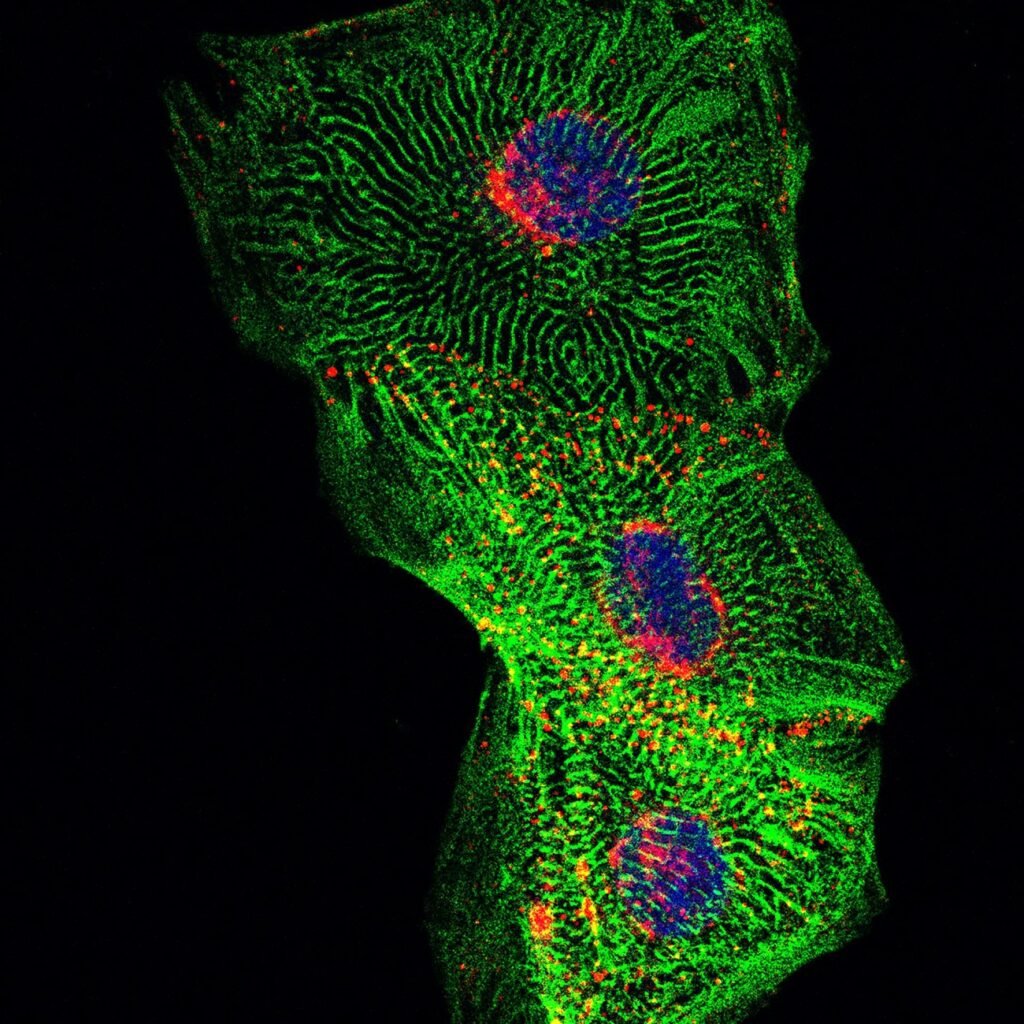 برندگان مسابقه عکاسی علمی 2024 اشکار شدند؛ تلاقی دلنشین علم و هنر_دنیای تکنولوژی 33 1723722774 472 برندگان مسابقه عکاسی علمی 2024 اشکار شدند؛ تلاقی دلنشین علم