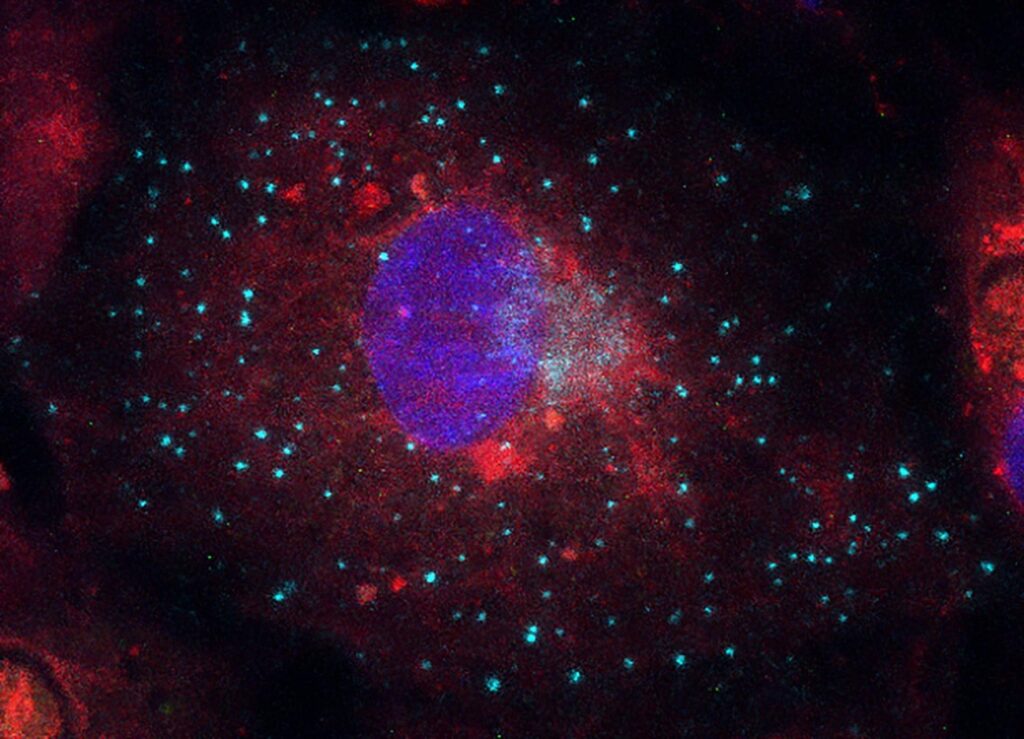 برندگان مسابقه عکاسی علمی 2024 اشکار شدند؛ تلاقی دلنشین علم و هنر_دنیای تکنولوژی 34 1723722775 911 برندگان مسابقه عکاسی علمی 2024 اشکار شدند؛ تلاقی دلنشین علم