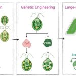 این جلبک می‌تواند دی‌اکسید‌کربن را به پلاستیک تجزیه‌پذیر تبدیل کند