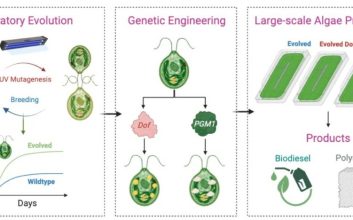 این جلبک می‌تواند دی‌اکسید‌کربن را به پلاستیک تجزیه‌پذیر تبدیل کند