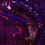 برندگان مسابقه عکاسی علمی 2024 اشکار شدند؛ تلاقی دلنشین علم و هنر_دنیای تکنولوژی 17 مسابقه عکاسی علمی 2024