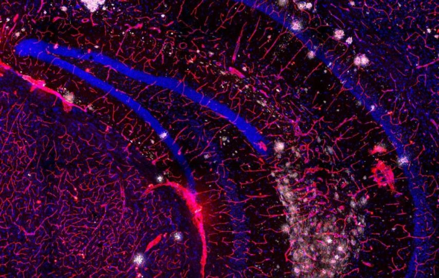 مسابقه عکاسی علمی 2024