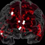 دانشمندان مدارهای عصبی مرتبط با خلاقیت در مغز را کشف کردند_دنیای تکنولوژی 2 دانشمندان مدارهای عصبی مرتبط با خلاقیت در مغز را کشف کردند