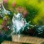 سالانه بیشتر از یک میلیارد پرنده در ایالات متحده قربانی برخورد با پنجرهها میشوند_دنیای تکنولوژی 2 مرگ و میر