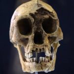 هابیت و اندونزی