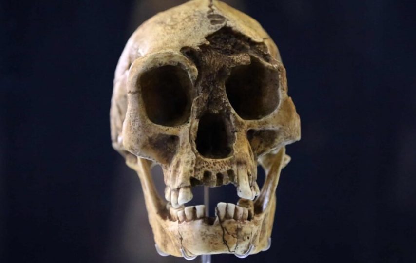 هابیت و اندونزی