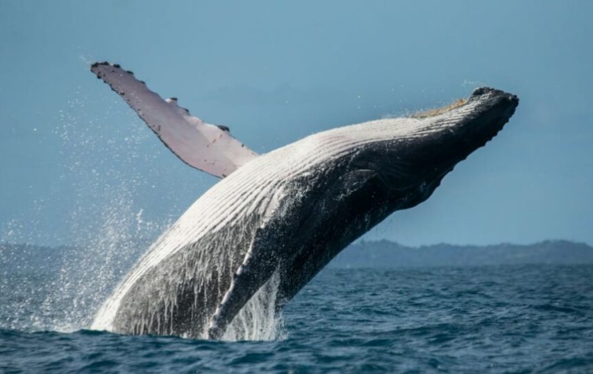 تورهای حبابی نهنگ‌های گوژپشت