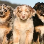 کدام حیوان خانگی همدم مناسب‌تری برای تنهایی انسان است؟ + ۵ حیوان خانگی مناسب شما