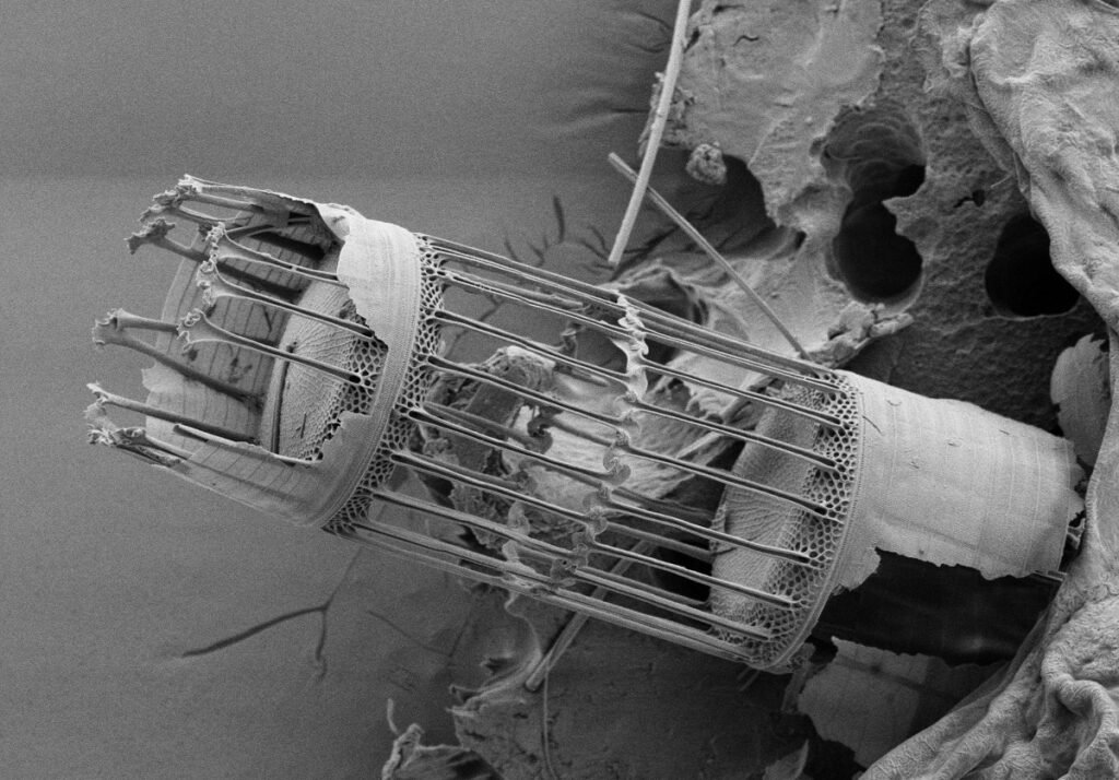 مسابقه عکاسی علمی 2024