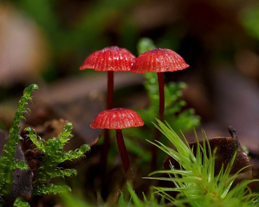 مسابقه عکاسی علمی 2024