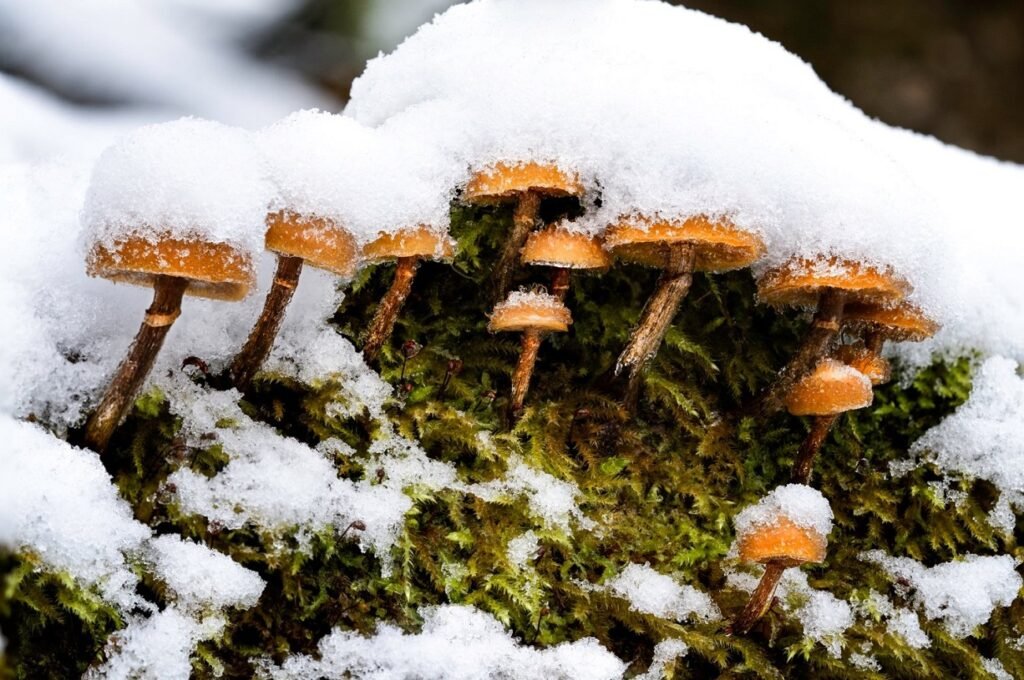 1727196517 517 برندگان شگفت‌انگیز مسابقه عکاسی علمی 2024 اشکار شدند گالری دنیای