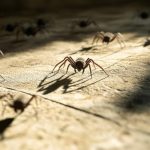 آلودگی نوری و عنکبوت‌ها