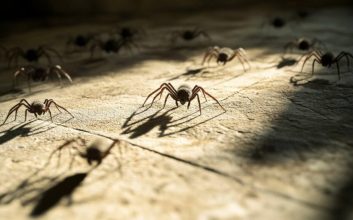 آلودگی نوری و عنکبوت‌ها