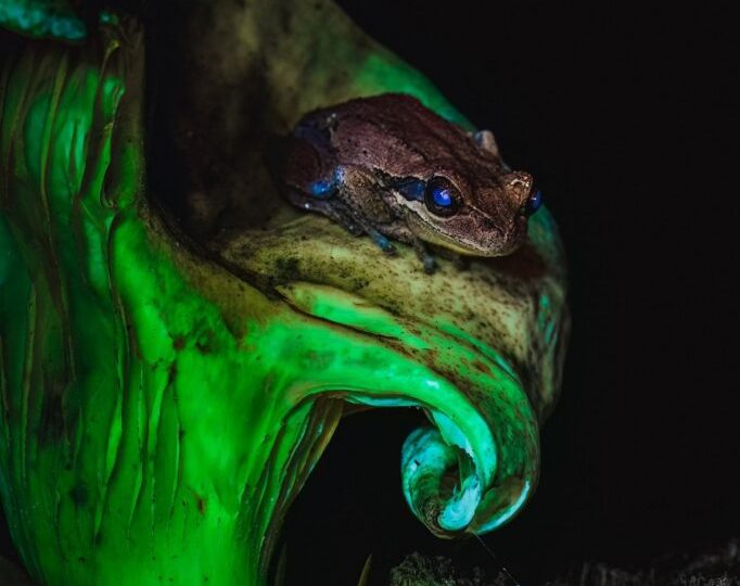 مسابقه عکاسی علمی 2024