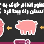 چطور اعضای خوک به انسان پیوند زده شد؟ + ویدئو