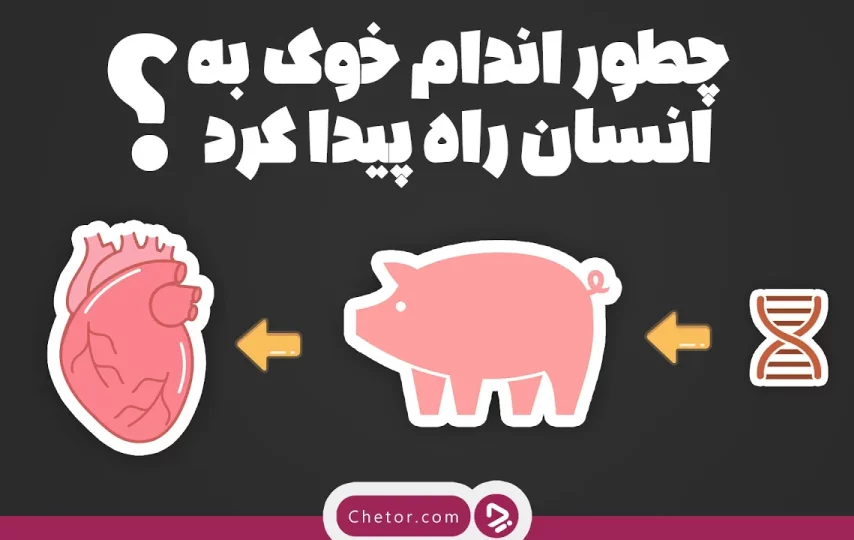 چطور اعضای خوک به انسان پیوند زده شد؟ + ویدئو