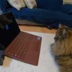 گربه‌ها در بازی تداعی واژه‌ها