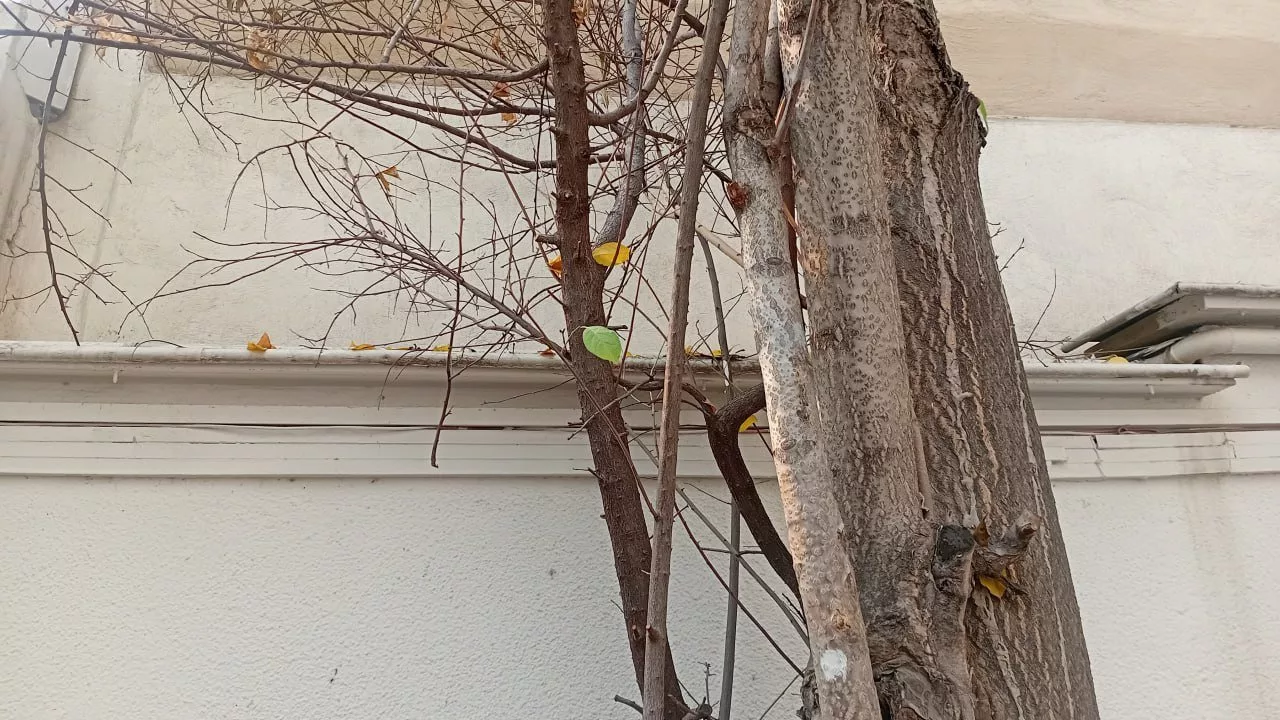 1732127729 904 بازدید گوشی سامسونگ A06 ساده‌ترین گلکسی دنیای تکنولوژی.webp