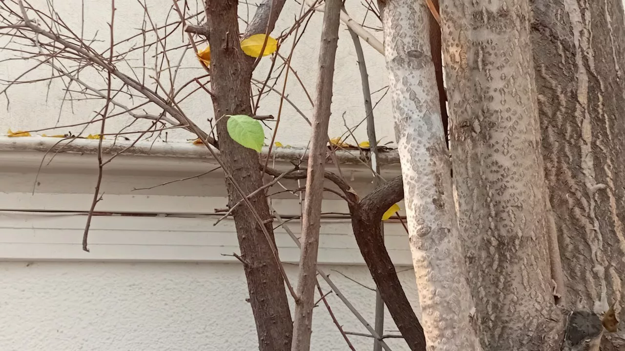 1732127731 70 بازدید گوشی سامسونگ A06 ساده‌ترین گلکسی دنیای تکنولوژی.webp