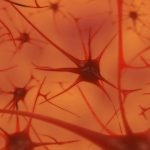 حافظه و سلول‌های بدن