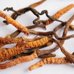 قارچ کرم ابریشم یک ماده خوراکی و دارویی محبوب در برخی کشورهای آسیایی است.