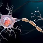 سلول‌های مغزی و فضا