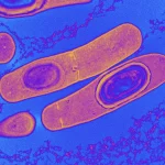 باکتری روده