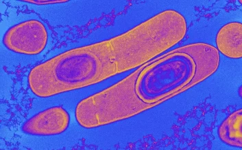 باکتری روده