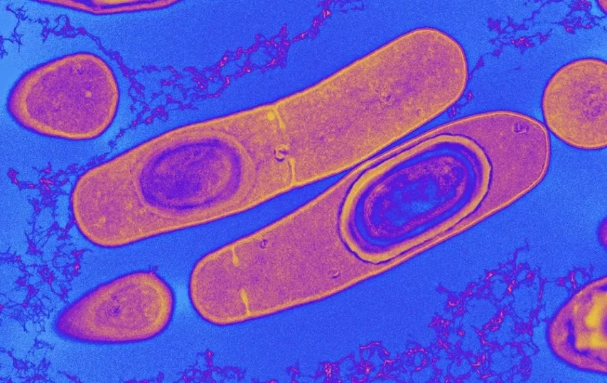 باکتری روده