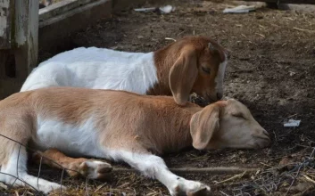 بز Goat