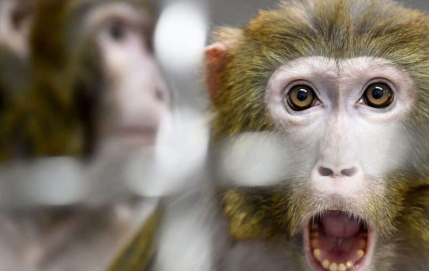 میمون‌های فراری