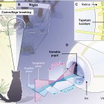 طراحی سیستم بینایی با الهام از چشم گربه‌ها