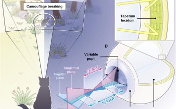 طراحی سیستم بینایی با الهام از چشم گربه‌ها