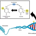 فرایند متیله‌شدن DNA