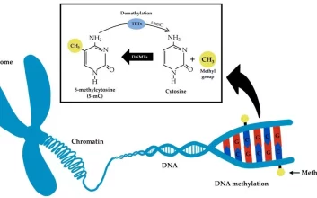 فرایند متیله‌شدن DNA