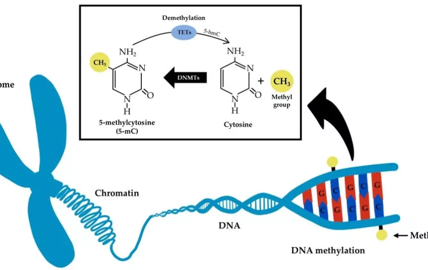 فرایند متیله‌شدن DNA